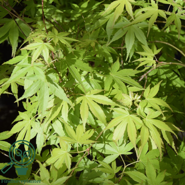 Acer palmatum ‘Katsura’ – Japansk løn
