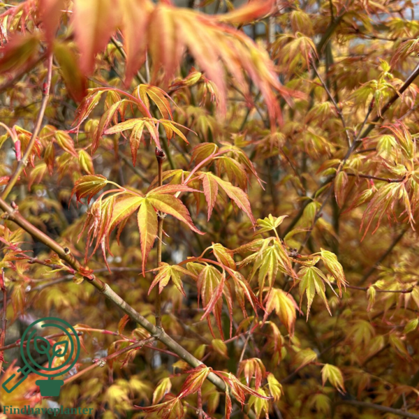 Acer palmatum ‘Katsura’ – Japansk løn