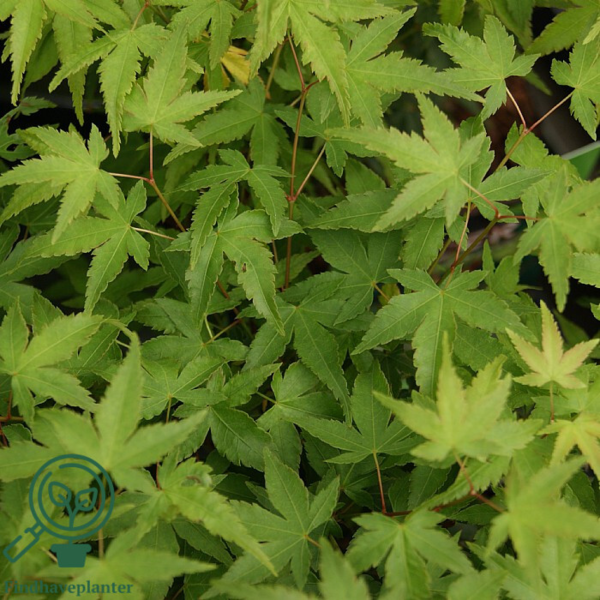 Acer palmatum ‘Little Princess’ – Japansk løn