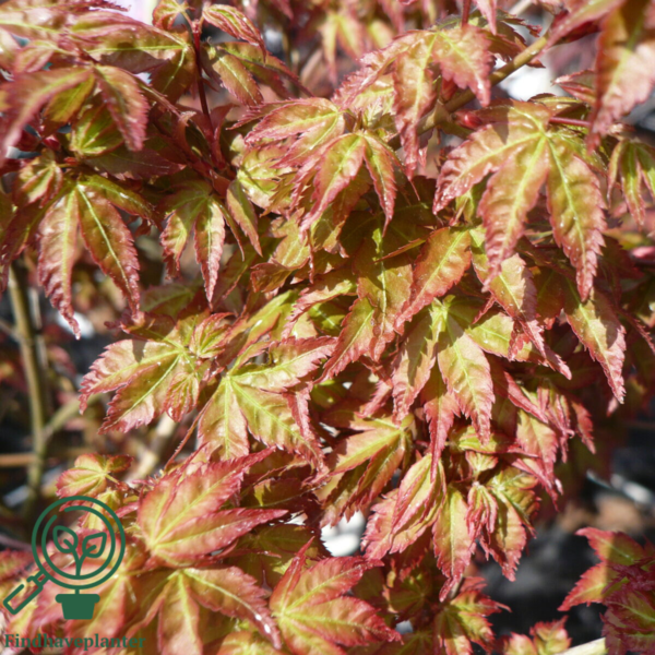 Acer palmatum ‘Little Princess’ – Japansk løn