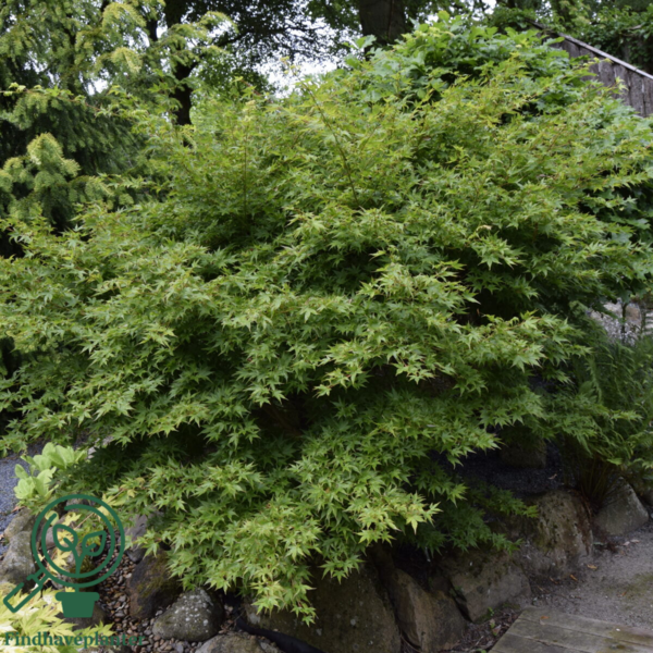 Acer palmatum ‘Little Princess’ – Japansk løn