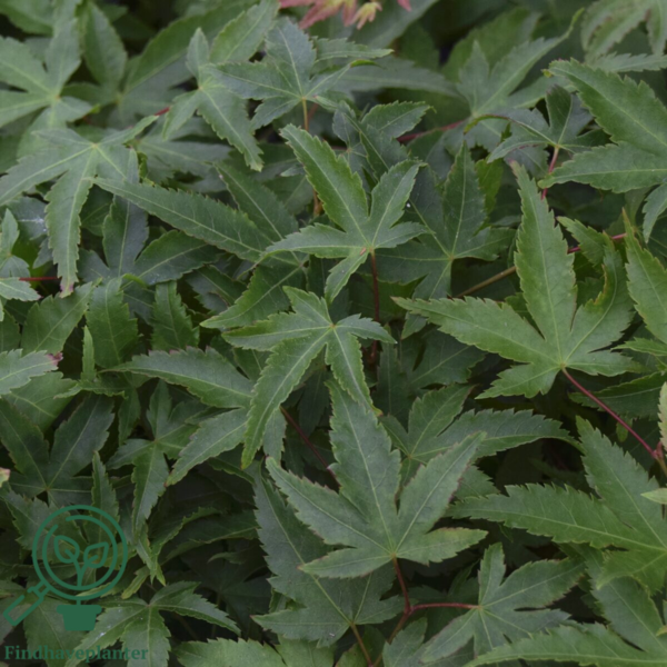 Acer palmatum ‘Little Princess’ – Japansk løn