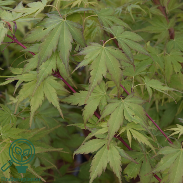 Acer palmatum ‘Sangokaku’ – Japansk løn