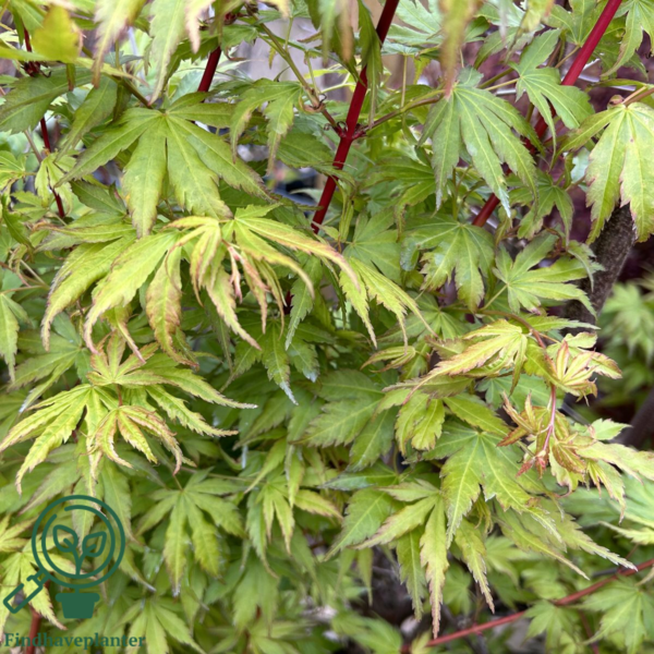 Acer palmatum ‘Sangokaku’ – Japansk løn