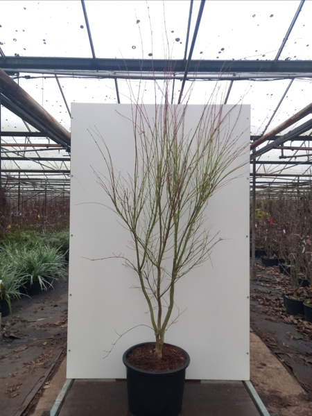 Acer palmatum ‘Sangokaku’ – Japansk løn