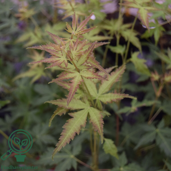 Acer palmatum ‘Sangokaku’ – Japansk løn