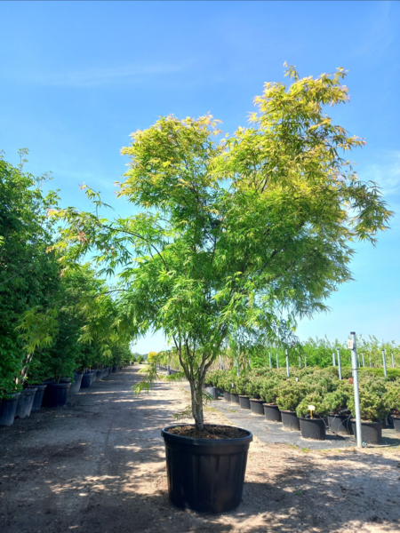 Acer palmatum ‘Scolopendriifolium’ – Japansk løn