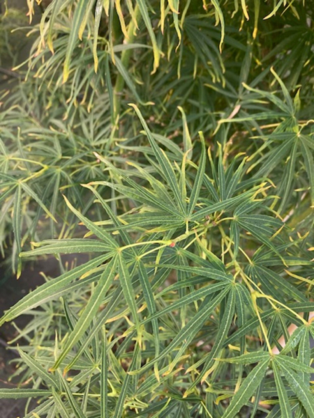 Acer palmatum ‘Scolopendriifolium’ – Japansk løn