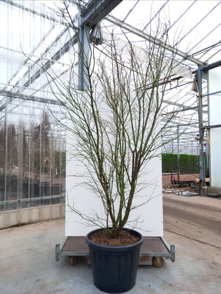 Acer palmatum ‘Scolopendriifolium’ – Japansk løn