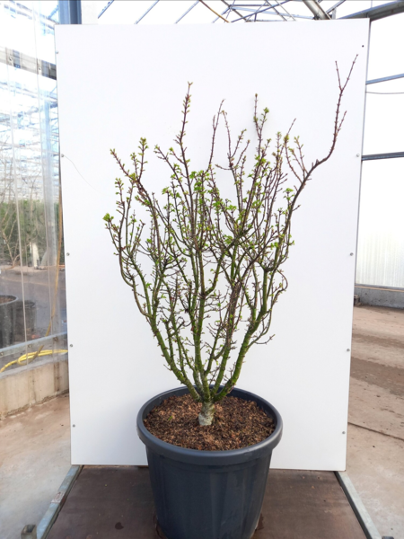 Acer palmatum ‘Shishigashira’ – Japansk løn
