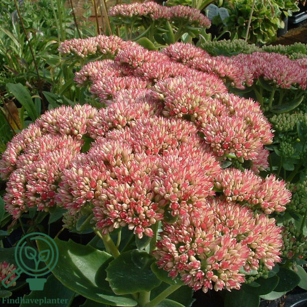 Sedum telephium 'Herbstfreude', Sankthansurt