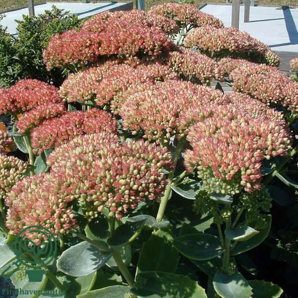 Sedum telephium 'Herbstfreude', Sankthansurt