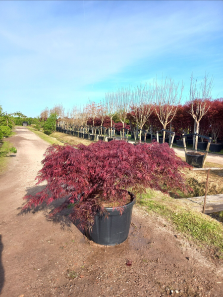 Acer palmatum ‘Tamukeyama’ – Japansk løn