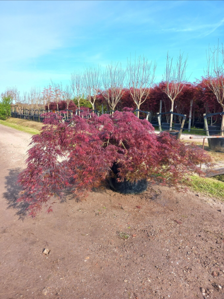 Acer palmatum ‘Tamukeyama’ – Japansk løn