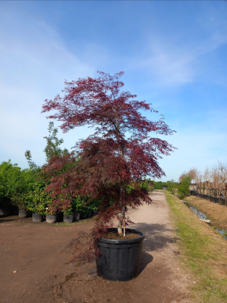 Acer palmatum ‘Tamukeyama’ – Japansk løn