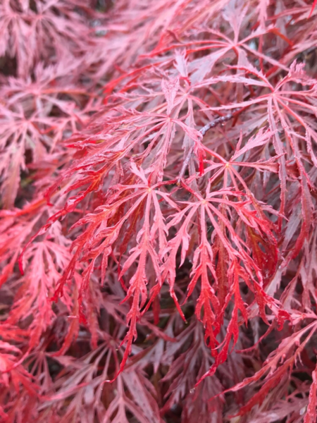 Acer pal. ‘Tamukeyama’ – Japansk løn Opstammet