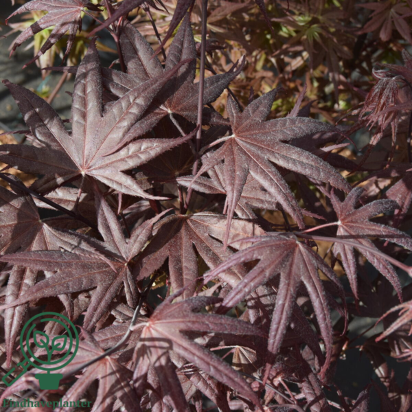 Acer palmatum ‘Twombly’s Red Sentinel’ – Japansk løn