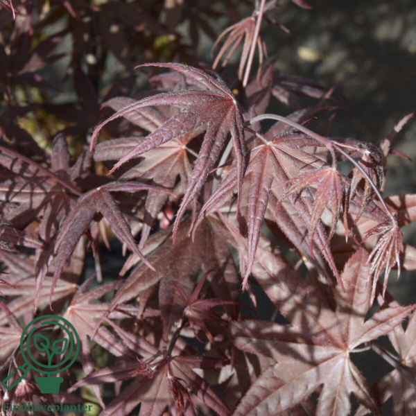 Acer palmatum ‘Twombly’s Red Sentinel’ – Japansk løn