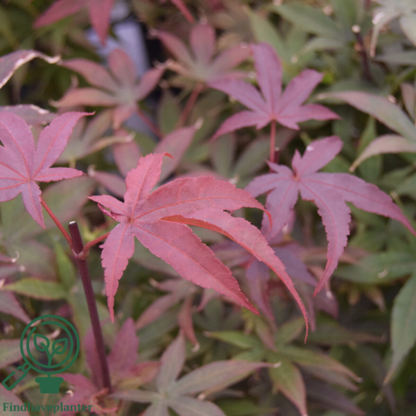 Acer palmatum ‘Twombly’s Red Sentinel’ – Japansk løn