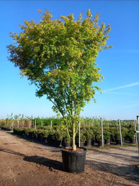 Acer palmatum ‘Ueno-yama’ – Japansk løn