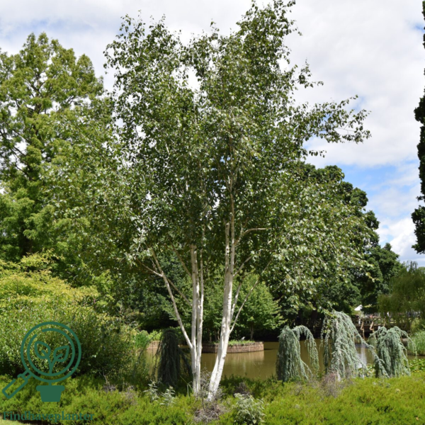 Betula utilis ‘Doorenbos’ – Himalaya birk
