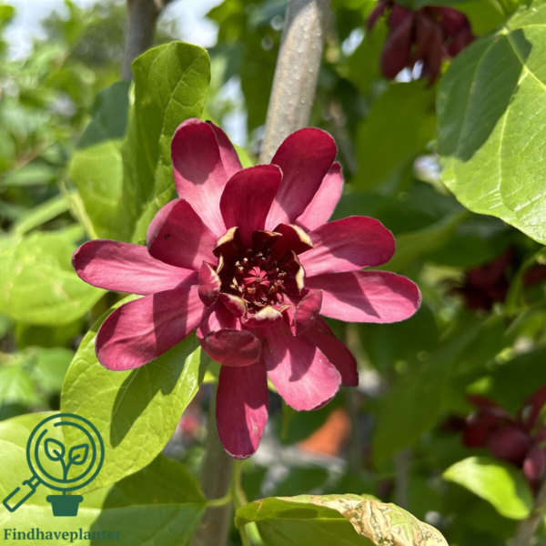 Calycanthus ‘Aphrodite’ – Kanelbusk