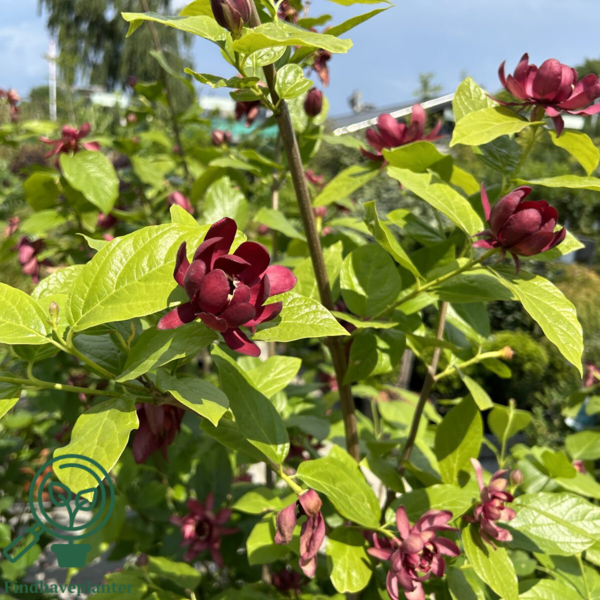 Calycanthus ‘Aphrodite’ – Kanelbusk
