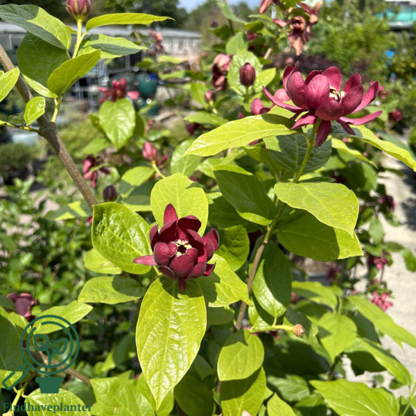 Calycanthus ‘Aphrodite’ – Kanelbusk