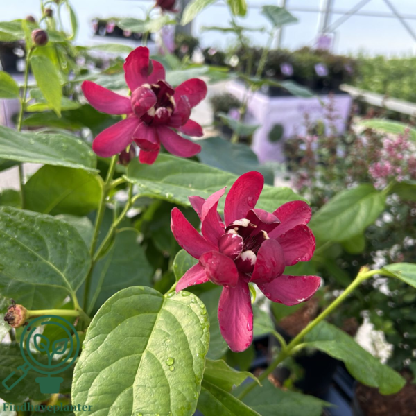 Calycanthus ‘Aphrodite’ – Kanelbusk