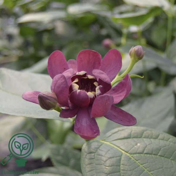 Calycanthus ‘Aphrodite’ – Kanelbusk
