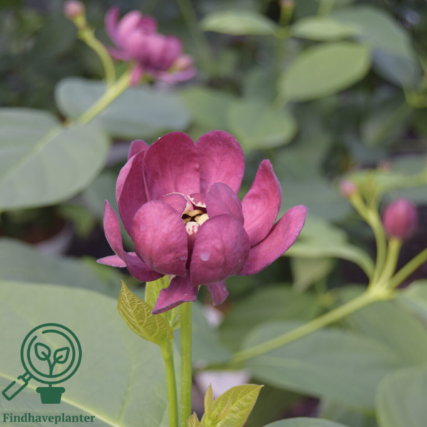 Calycanthus ‘Aphrodite’ – Kanelbusk