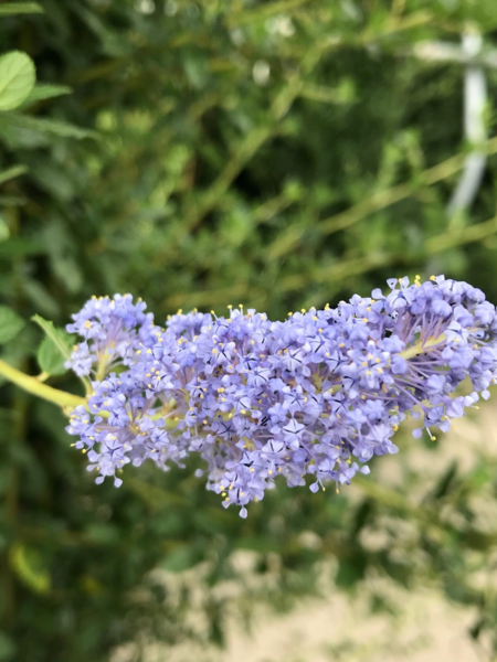 Ceanothus hyb. ‘Cascade’ – Amerikansk syren