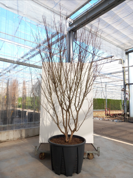 Lagerstroemia ind. ‘Violet d’Été’