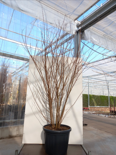 Lagerstroemia ‘Tuscarora’,