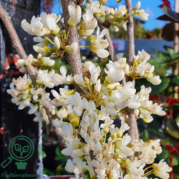 Cercis chinensis ‘Shirobana’