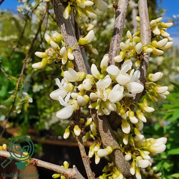Cercis chinensis ‘Shirobana’