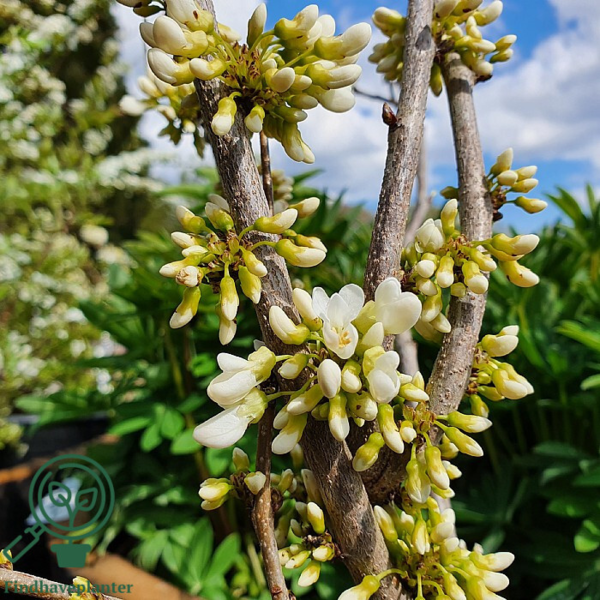 Cercis chinensis ‘Shirobana’