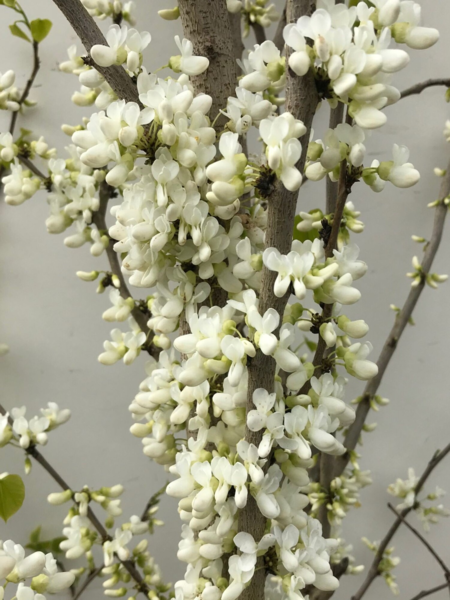 Cercis chinensis ‘Shirobana’