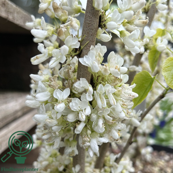Cercis chinensis ‘Shirobana’