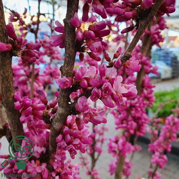 Cercis chinensis ‘Avondale’