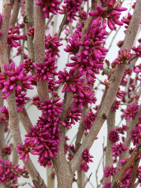 Cercis chinensis ‘Avondale’