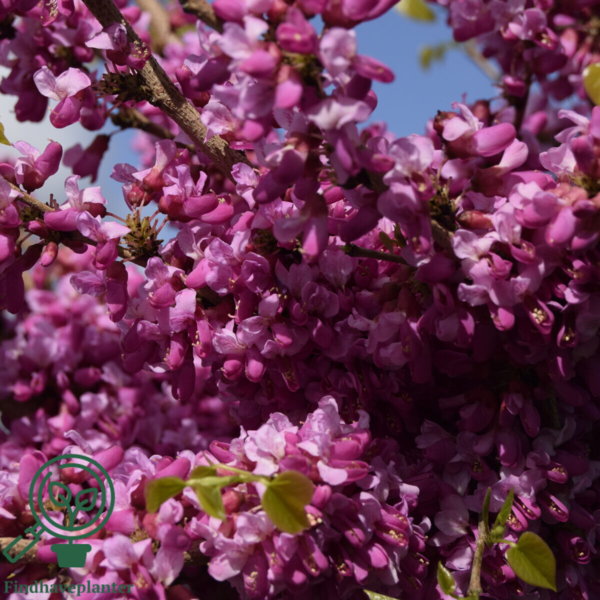 Cercis chinensis ‘Avondale’