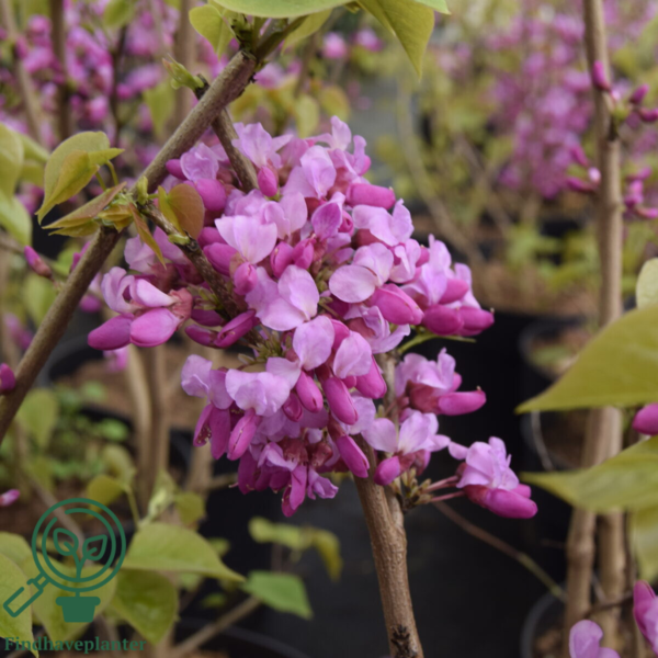 Cercis chinensis ‘Avondale’