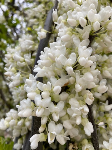 Cercis can. ‘Royal White’,