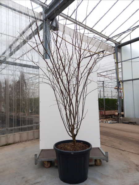Cercis can. ‘Royal White’,