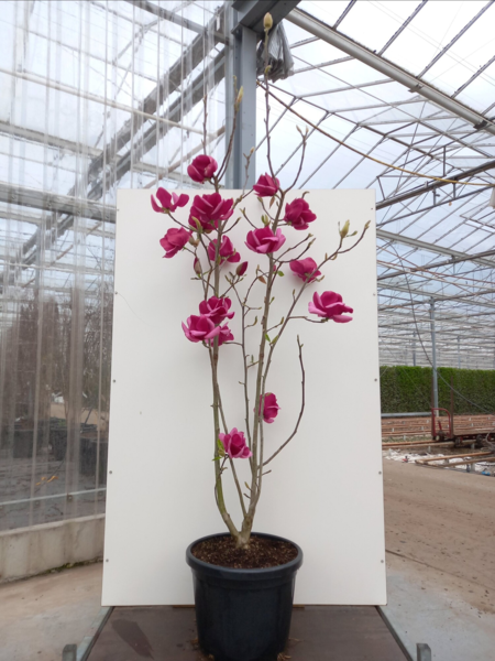 Magnolia ‘Emperor’®