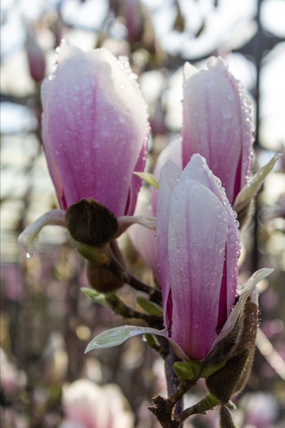 Magnolia soul. ‘Superba’,