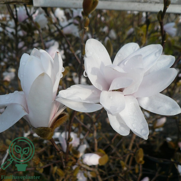 Magnolia stellata,