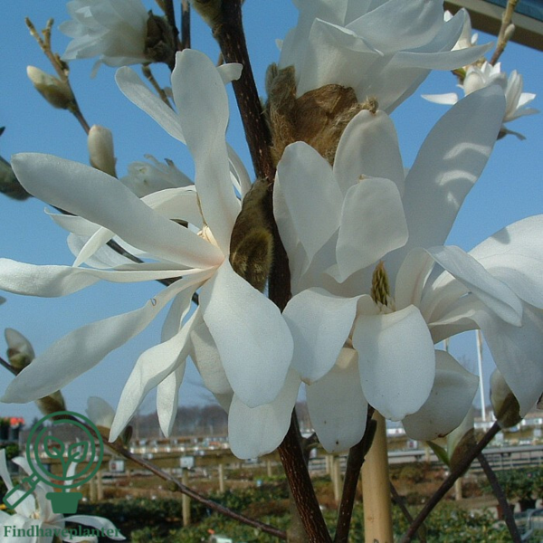 Magnolia stellata,