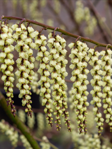 Stachyurus praecox,